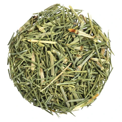 Shavegrass (Horsetail)
