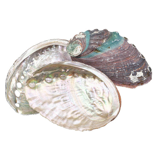 Abalone Shell