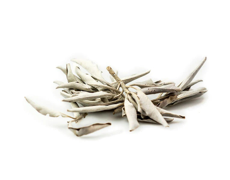 White Sage Leaf
