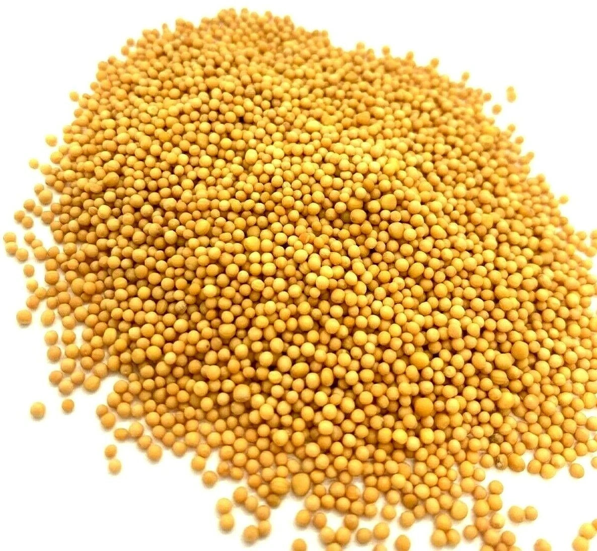 Yellow Mustard Seed